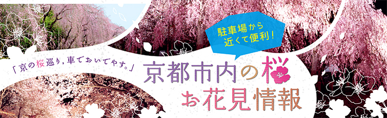 「京の桜巡り，車でおいでやす」駐車場から近くて便利！京都市内の桜お花見情報