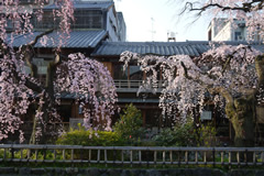 風情ある祇園の石畳を桜が彩ります，祇園白川
