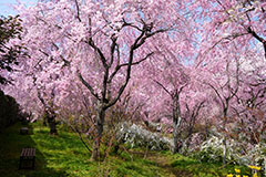 京都最大の紅枝垂桜スポット！原谷苑