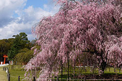 一の鳥居そばの巨大な紅枝垂桜「斎王桜」が有名！上賀茂神社
