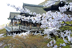 清水の舞台から桜と街が一望できる，清水寺