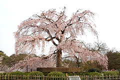 しだれ桜と八重桜が有名な円山公園