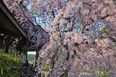 桜のカーテン越しに見える渡月橋＆山桜は必見！嵐山