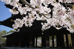 三門からの桜景色は格別！南禅寺