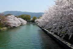 桜と疎水のコントラストが綺麗！岡崎疎水
