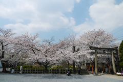 京都駅から歩いて行ける桜の穴場スポット！六孫王神社