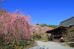 嵐山を借景とした庭園の桜が見事！天龍寺