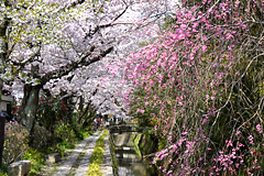 桜のトンネル！哲学の道