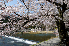 桜のカーテン越しに見える渡月橋＆山桜は必見！嵐山