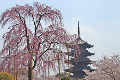 五重塔を背景にした桜景色は見事！東寺